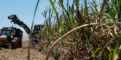 Renewable feedstock with origin in sugarcane 